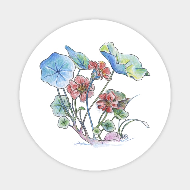 Nasturtium watercolor Magnet by ShiningLightGallery